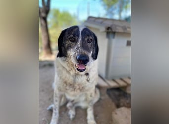 Treuer Hundesenior Tim