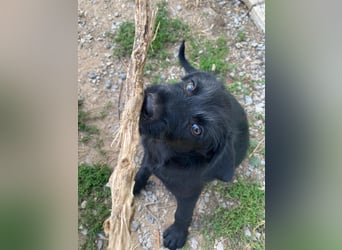 Zuckersüßer Welpe Jiji sucht sein Zuhause