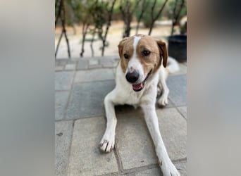 Benny- Sensibler Rüde mit großem Herzen sucht sein Zuhause