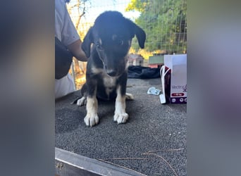 Zuckersüße Poppy sucht liebevolles Zuhause