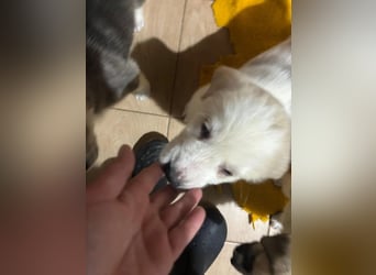 Hiro - liebevoller Welpe sucht sein Zuhause