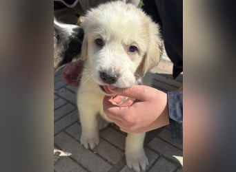 Hiro - liebevoller Welpe sucht sein Zuhause