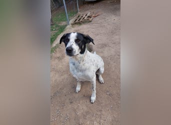 Toller Familienhund Adam sucht seine Familie