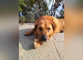 Zeus - tapferer Rüde sucht sein Für-immer-Zuhause