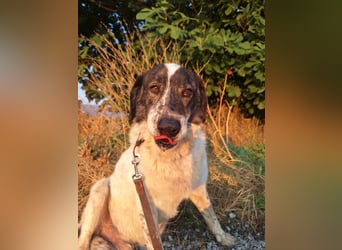 Treuer Hundesenior Tim