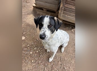 Toller Familienhund Adam sucht seine Familie