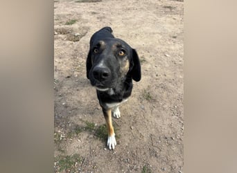 Pepita - Traumhündin sucht ihr Zuhause