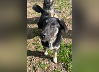 Neugierige Junghündin Millie möchte die Welt entdecken