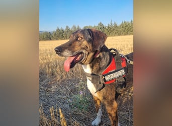 Toller Familienhund Samu