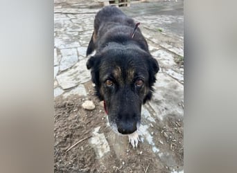 Liebevolle Hunde-Omi Funny