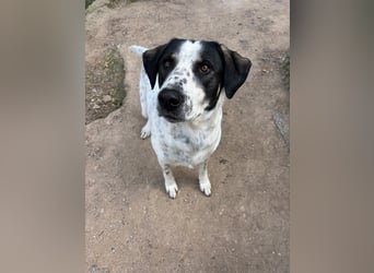 Toller Familienhund Adam sucht seine Familie