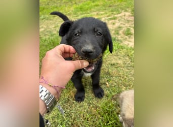 Verspielter Welpenjunge Vino sucht liebevolles Zuhause