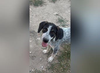 Dot: Bezauberndes Welpenmädchen