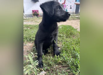 Zuckersüßer Welpe Jiji sucht sein Zuhause