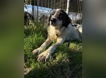 Treuer Hundesenior Tim