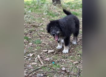 Niedlicher Welpe Nero