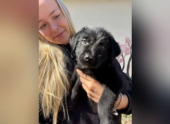 Zuckersüßer Welpe Jiji sucht sein Zuhause