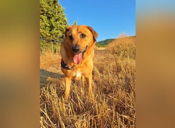 Zeus - tapferer Rüde sucht sein Für-immer-Zuhause