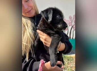 Zuckersüßer Welpe Jiji sucht sein Zuhause