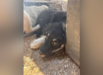 Niedlicher Welpe Nero