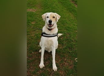 Treuer Gefährte Piratis