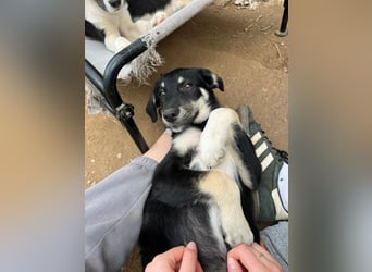 Zuckersüße Poppy sucht liebevolles Zuhause