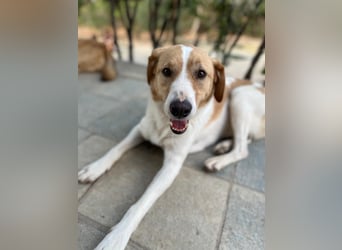 Benny- Sensibler Rüde mit großem Herzen sucht sein Zuhause