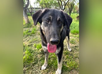 Neugierige Junghündin Millie möchte die Welt entdecken