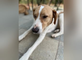 Benny- Sensibler Rüde mit großem Herzen sucht sein Zuhause