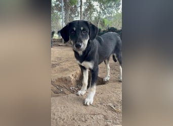 Zuckersüße Poppy sucht liebevolles Zuhause