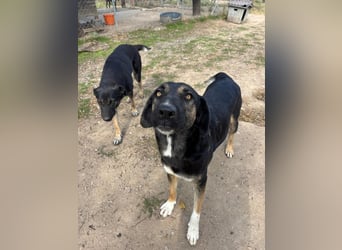 Pepita - Traumhündin sucht ihr Zuhause
