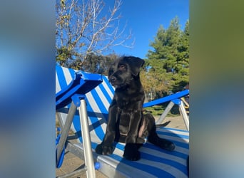 Zuckersüßer Welpe Jiji sucht sein Zuhause