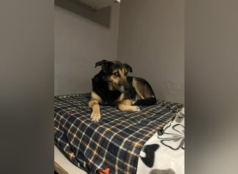 Nala - eine sanfte Hündin, die Schritt für Schritt Vertrauen fasst