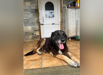 Liebevolle Hunde-Omi Funny