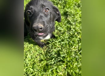 Verspielter Welpenjunge Vino sucht liebevolles Zuhause