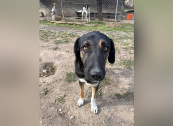 Pepita - Traumhündin sucht ihr Zuhause