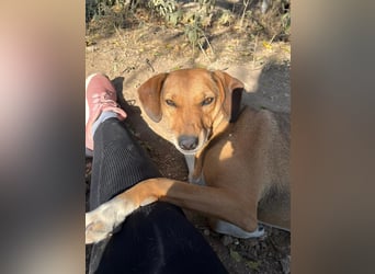 Sanfte Hündin Sandy sucht dich!