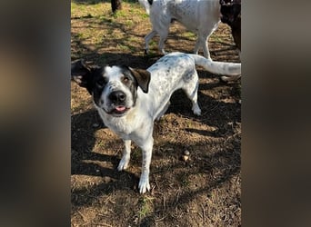 Toller Familienhund Adam sucht seine Familie