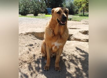 Zeus - tapferer Rüde sucht sein Für-immer-Zuhause