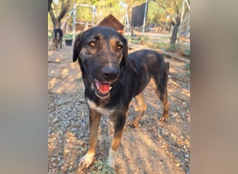 Pepita - Traumhündin sucht ihr Zuhause