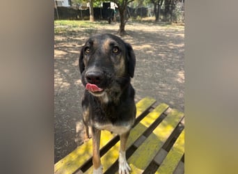 Wunderschöne Pepita sucht ein Zuhause