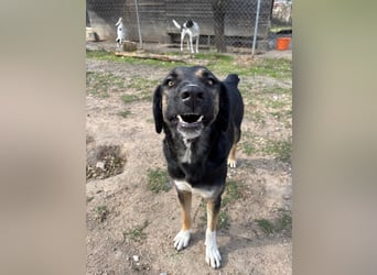 Pepita - Traumhündin sucht ihr Zuhause