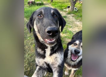 Neugierige Junghündin Millie möchte die Welt entdecken