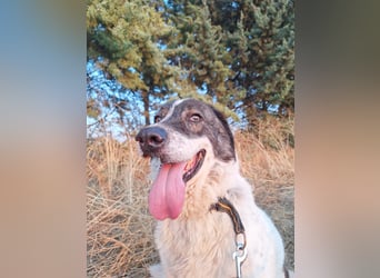 Treuer Hundesenior Tim