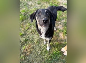 Neugierige Junghündin Millie möchte die Welt entdecken