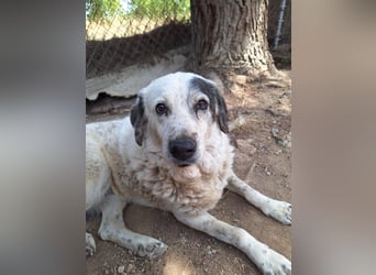 Katia- Senior-Hund sucht endlich Sicherheit und Liebe