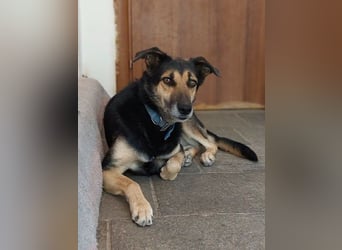 Nala - eine sanfte Hündin, die Schritt für Schritt Vertrauen fasst