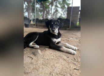 Zuckersüße Poppy sucht liebevolles Zuhause