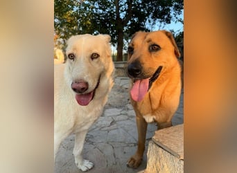 Zeus - tapferer Rüde sucht sein Für-immer-Zuhause