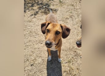 Sanfte Hündin Sandy sucht dich!